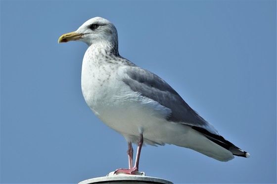 以前に撮影したセグロカモメ